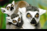 Lemuri