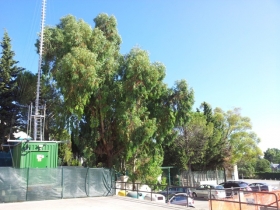 La nascente antenna alla Selva