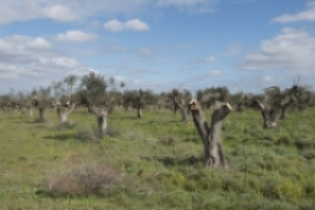 Η Coldiretti Puglia είναι ικανοποιημένη με τη χρηματοδότηση για την έρευνα κατά της ξυλέλλας