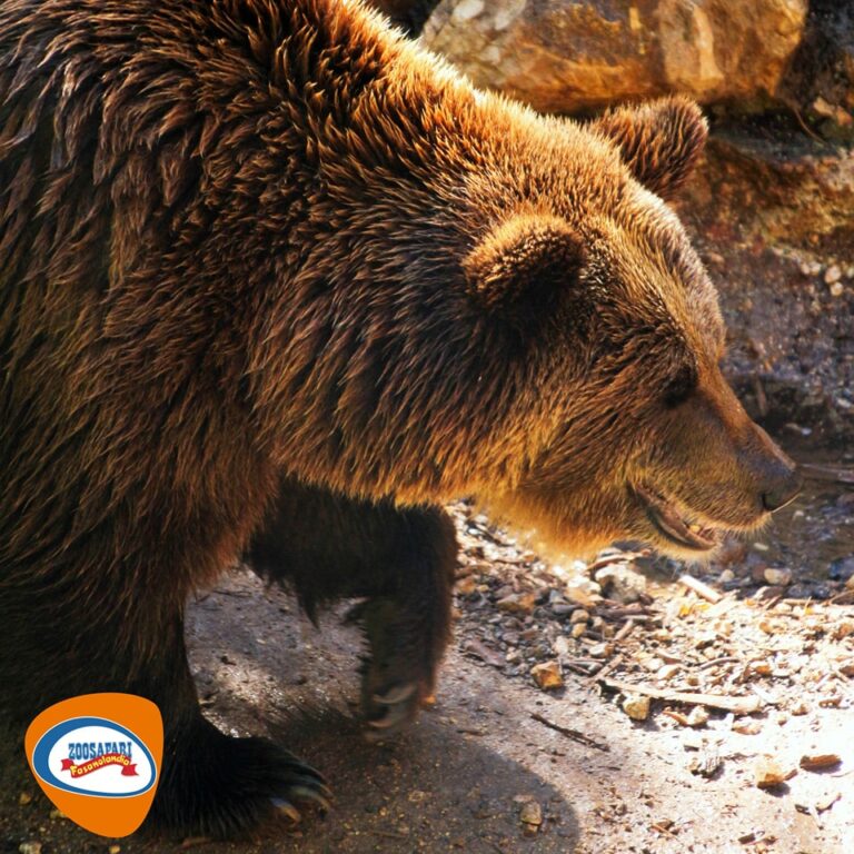 Lo Zoosafari si propone per ospitare l'orso "condannato a morte" - Osservatorio Fasano