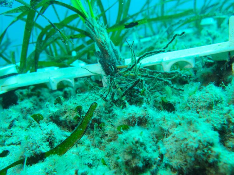 Parco Dune Costiere: effettuato il primo monitoraggio del trapianto di Posidonia Parco Dune Costiere: effettuato il primo monitoraggio del trapianto di Posidonia - Osservatorio Fasano