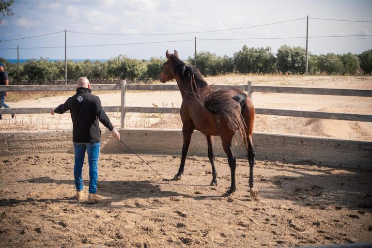 Leaderhorse: imparare la leadership non è mai stato così avvincente - Osservatorio Fasano