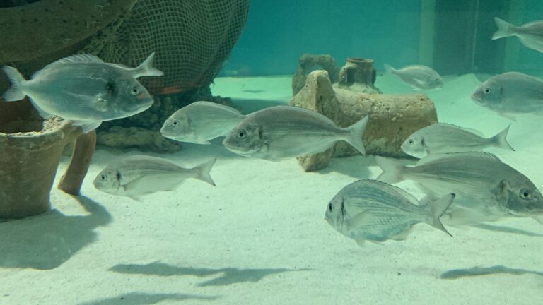 “EGNAZIA E IL MARE”: SI PRESENTA L’ACQUARIO DELLA NUOVA SEZIONE DEDICATA ALL’ARCHEOLOGIA SUBACQUEA “EGNAZIA E IL MARE”: SI PRESENTA L’ACQUARIO DELLA NUOVA SEZIONE DEDICATA ALL’ARCHEOLOGIA SUBACQUEA - Osservatorio Fasano