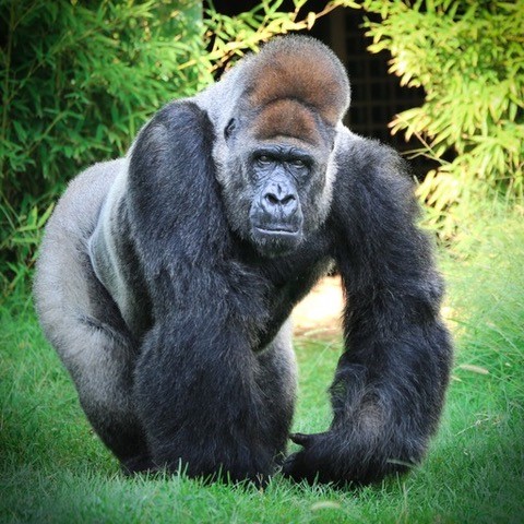 La vera storia del gorilla Riù La vera storia del gorilla Riù - Osservatorio Fasano