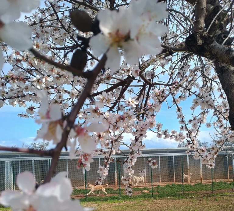 La primavera nel cuore - Osservatorio Fasano
