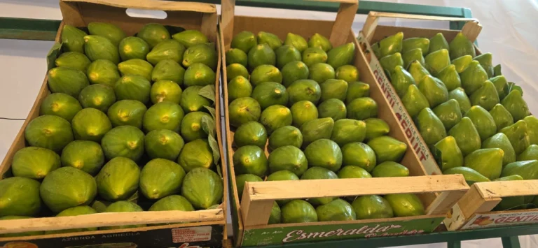 La Sagra del Fiorone a Pezze di Greco: un successo di gusto e tradizione! La Sagra del Fiorone a Pezze di Greco: un successo di gusto e tradizione! - Osservatorio Fasano