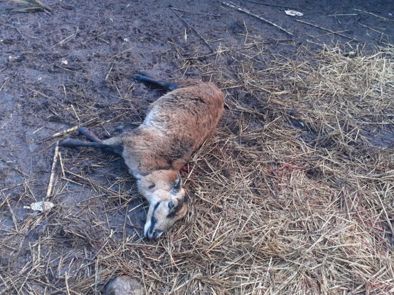Cani randagi attaccano allevamento a Salamina: sbranati un agnello e un muflone Cani randagi attaccano allevamento a Salamina: sbranati un agnello e un muflone - Osservatorio Fasano