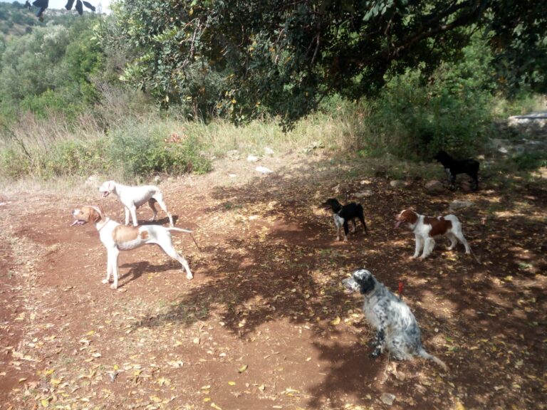 L'Enelcaccia di Pezze di Greco ha organizzato una gara amatoriale di caccia - Osservatorio Fasano