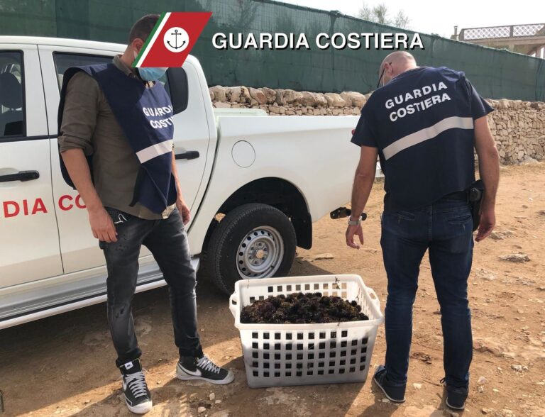 Guardia Costiera: Sequestrati a Fasano 2.000 ricci di dubbia provenienza Guardia Costiera: Sequestrati a Fasano 2.000 ricci di dubbia provenienza - Osservatorio Fasano