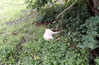 Quattrozampe nel Cuore: avvelenati 3 cuccioli di maremmano Quattrozampe nel Cuore: avvelenati 3 cuccioli di maremmano - Osservatorio Fasano