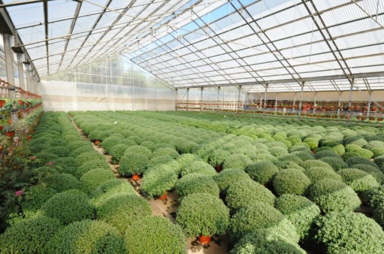 Offerta di Lavoro: vivaio in espansione cerca personale specializzato e addetti - Osservatorio Fasano