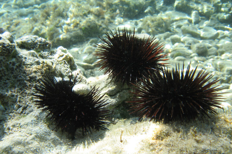 Salvaguardia del Riccio di Mare - Osservatorio Fasano