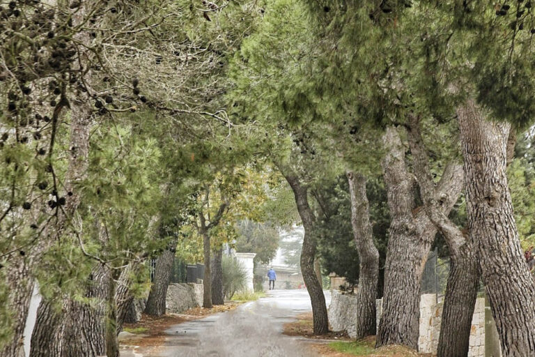 200 nuovi alberi in sostituzione di quelli malati 200 nuovi alberi in sostituzione di quelli malati - Osservatorio Fasano