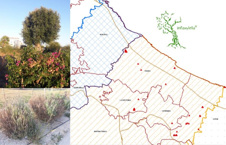 Xylella: 3 nuovi focolai a Fasano Xylella: 3 nuovi focolai a Fasano - Osservatorio Fasano