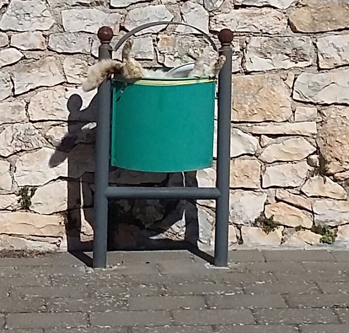 Carcassa di gatto in un bidoncino da giorni: il servizio di igiene urbana si ricorda della Selva? Carcassa di gatto in un bidoncino da giorni: il servizio di igiene urbana si ricorda della Selva? - Osservatorio Fasano