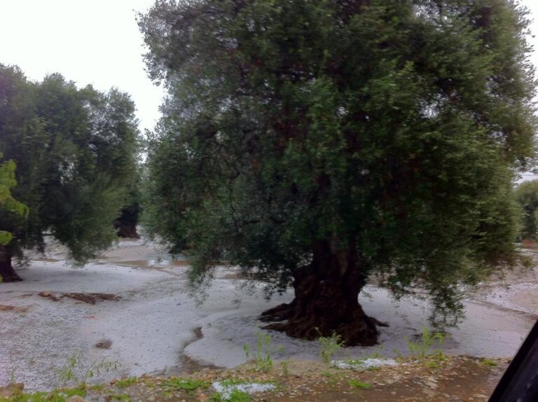 Grandinata eccezionale: agricoltura in ginocchio - Osservatorio Fasano