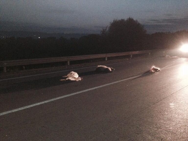 Auto piomba su un gregge a Pezze di Greco: è strage di pecore - Osservatorio Fasano