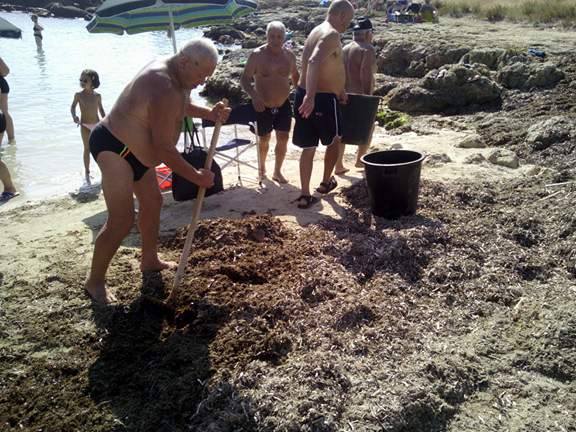 Anziani fasanesi ripuliscono caletta dalle alghe Anziani fasanesi ripuliscono caletta dalle alghe - Osservatorio Fasano