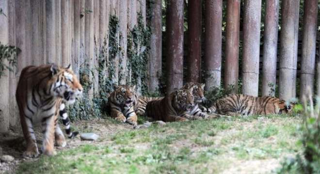 Le tigri assassine di Pinerolo forse allo Zoosafari Le tigri assassine di Pinerolo forse allo Zoosafari - Osservatorio Fasano