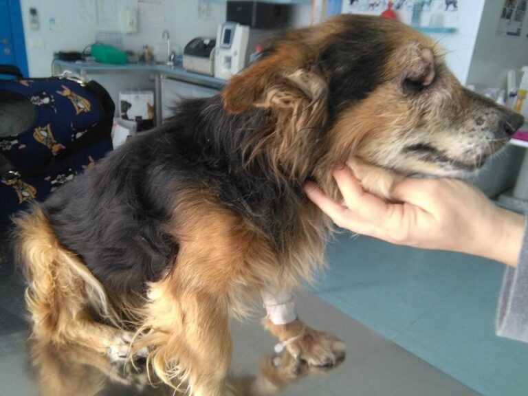 Nella civile Fasano c'è chi invece spara ai cani: la triste storia di 'Fabietto' - Osservatorio Fasano