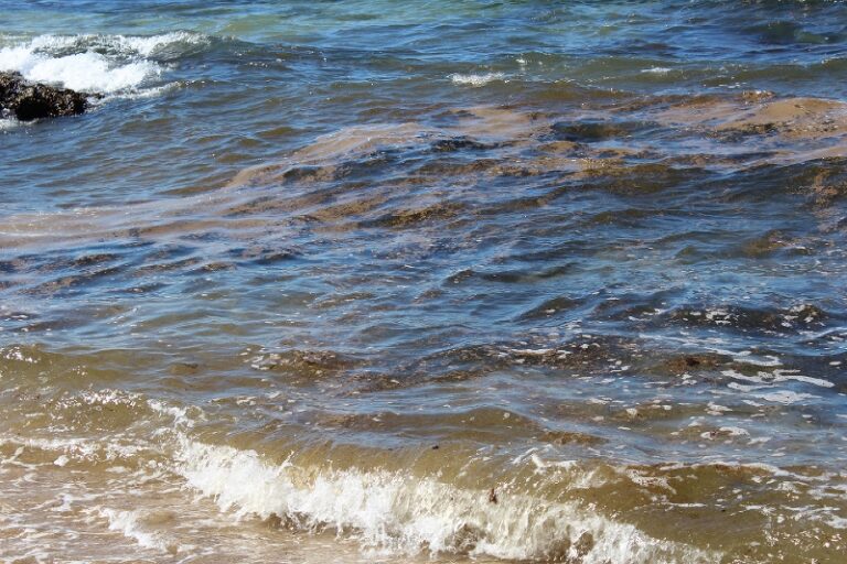 Liquami a galla a Torre Canne: c'è qualcuno che sversa in mare? - Osservatorio Fasano