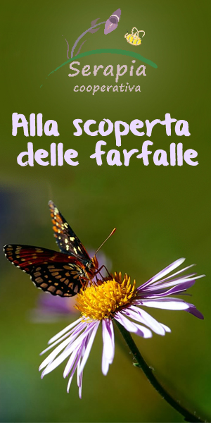 Alla scoperta delle farfalle Alla scoperta delle farfalle - Osservatorio Fasano