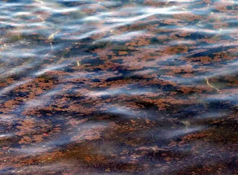 Nessun pericolo di alga tossica a Savelletri e Torre Canne - Osservatorio Fasano