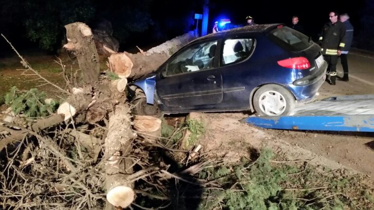Sbanda e finisce su un albero: miracolato 21enne fasanese Sbanda e finisce su un albero: miracolato 21enne fasanese - Osservatorio Fasano