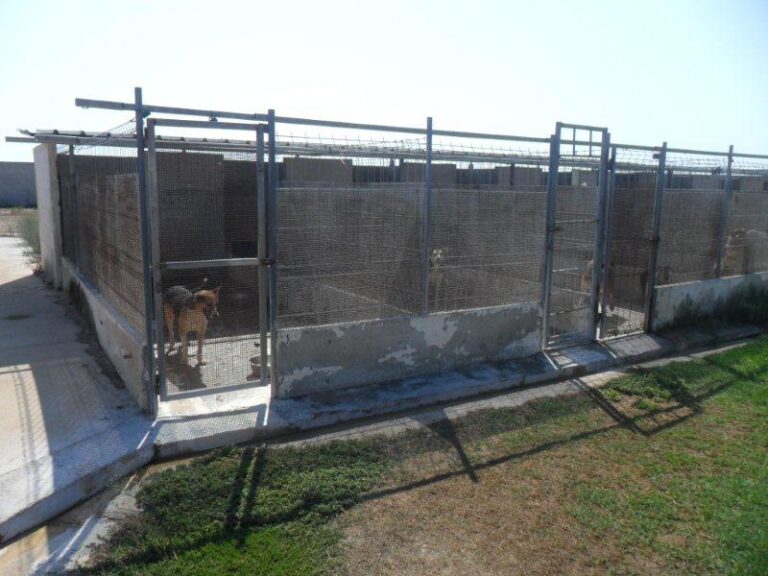 Il Comune di Fasano: 'Ci stiamo adoperando per i lavori al canile' - Osservatorio Fasano