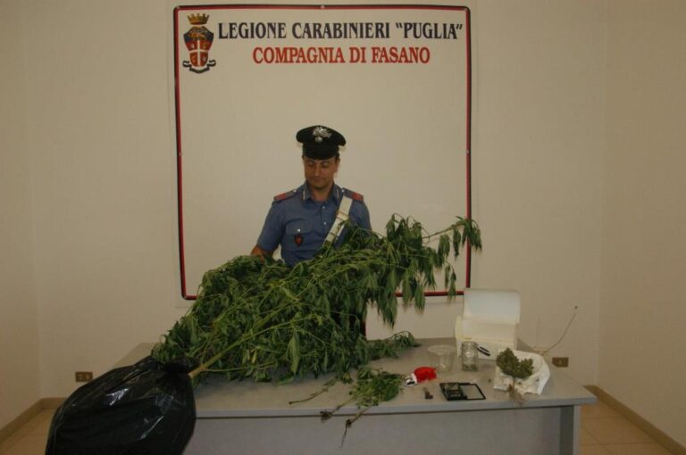 Coltivavano marijuana in casa: arrestata coppia fasanese - Osservatorio Fasano