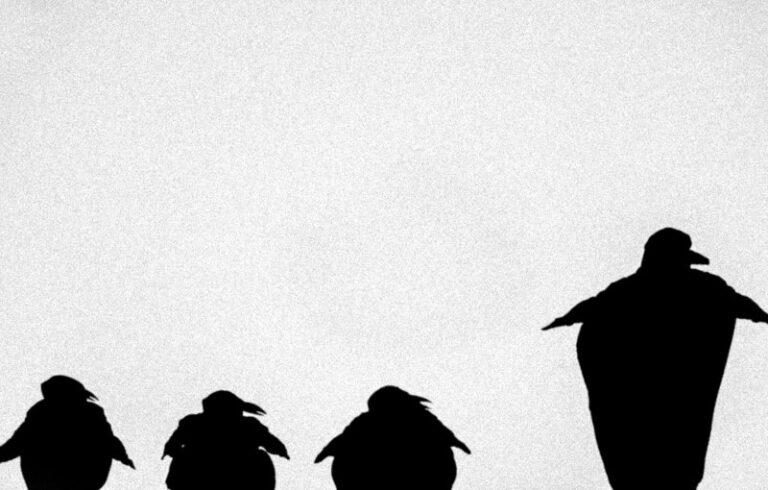 Le ombre danzanti di Catapult per Fasanomusica Le ombre danzanti di Catapult per Fasanomusica - Osservatorio Fasano