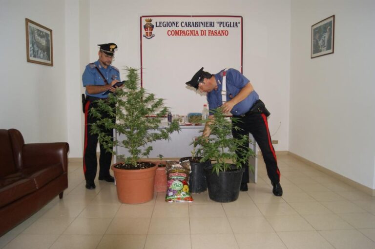 Coltivava marijuana in casa: arrestato 21enne fasanese - Osservatorio Fasano
