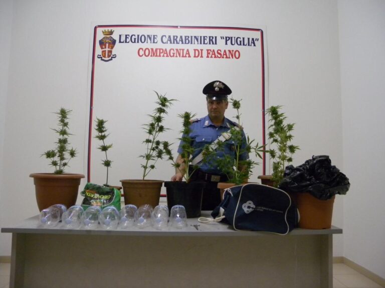 Altra piantagione di marijuana a Fasano: in manette due giovani fasanesi - Osservatorio Fasano