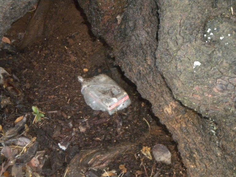 Proiettili nascosti nel tronco di un ulivo Proiettili nascosti nel tronco di un ulivo - Osservatorio Fasano