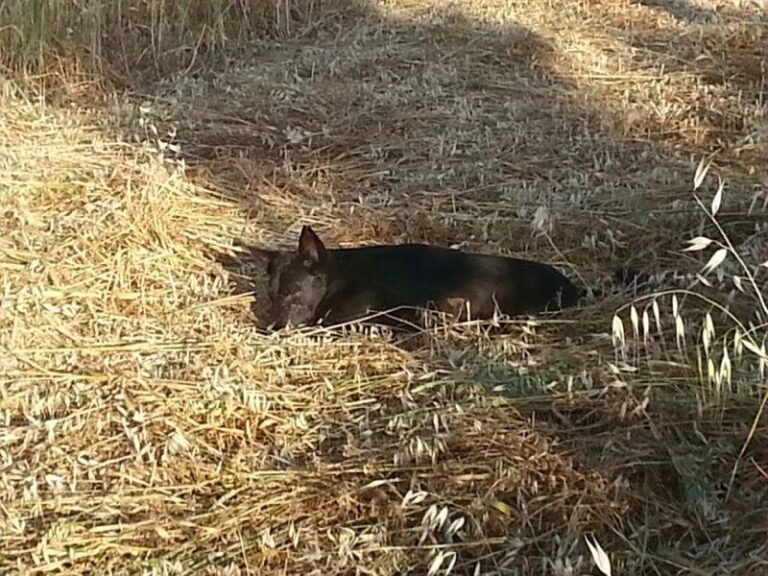 A Fasano c’è chi si diverte a sparare ai cani senza che nessuno intervenga A Fasano c'è chi si diverte a sparare ai cani senza che nessuno intervenga - Osservatorio Fasano