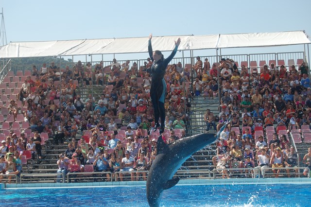 I delfini come stimolo per i bambini autistici e lo Zoosafari offre loro uno spettacolo I delfini come stimolo per i bambini autistici e lo Zoosafari offre loro uno spettacolo - Osservatorio Fasano