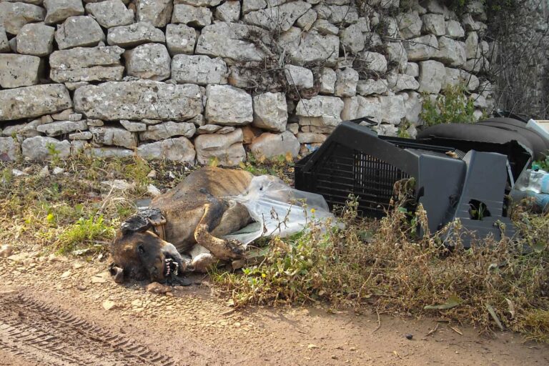La carcassa di un cane abbandonata sul ciglio della strada La carcassa di un cane abbandonata sul ciglio della strada - Osservatorio Fasano