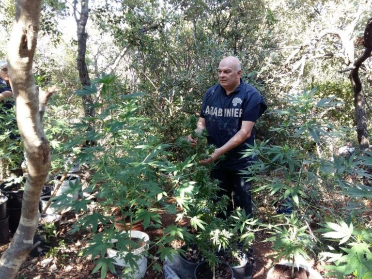 Coltivavano cannabis tra la Selva di Fasano e Monopoli: arrestati tre fasanesi Coltivavano cannabis tra la Selva di Fasano e Monopoli: arrestati tre fasanesi - Osservatorio Fasano