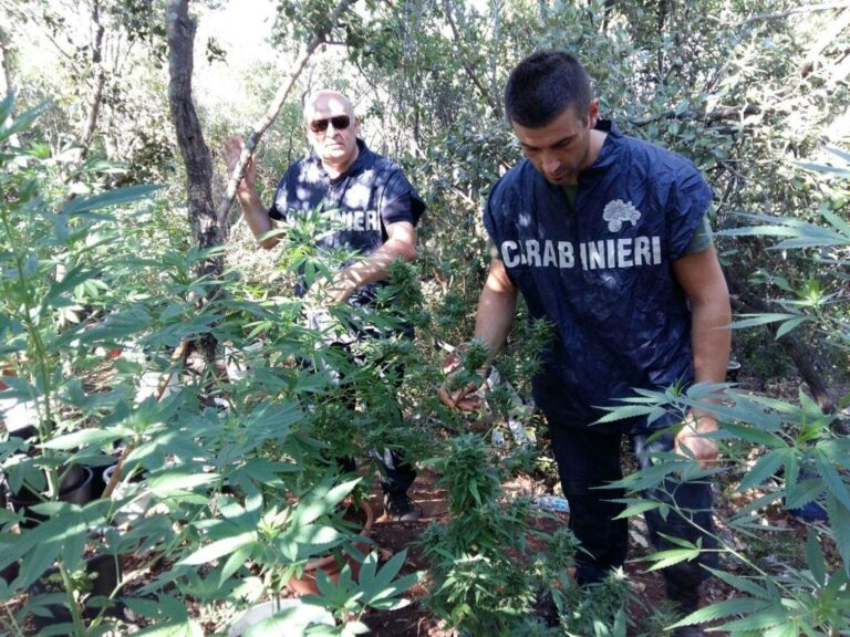 Piantagione di marijuana alla Selva: arresto convalidato ma tornano in libertà i tre fasanesi Piantagione di marijuana alla Selva: arresto convalidato ma tornano in libertà i tre fasanesi - Osservatorio Fasano