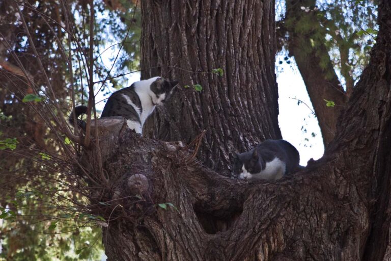 Il compleanno di Cip e Ciop, le mascotte della villa comunale - Osservatorio Fasano