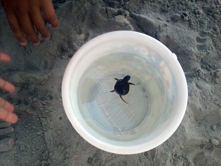 Piccola tartaruga salvata da bagnanti a Torre Canne Piccola tartaruga salvata da bagnanti a Torre Canne - Osservatorio Fasano