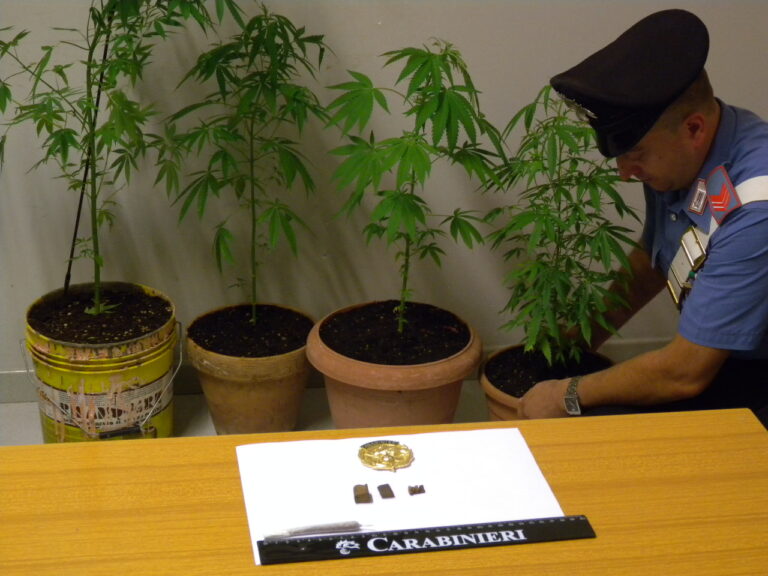 Coltivava hashish in casa: denunciato 18enne svedese residente a Pezze di Greco - Osservatorio Fasano