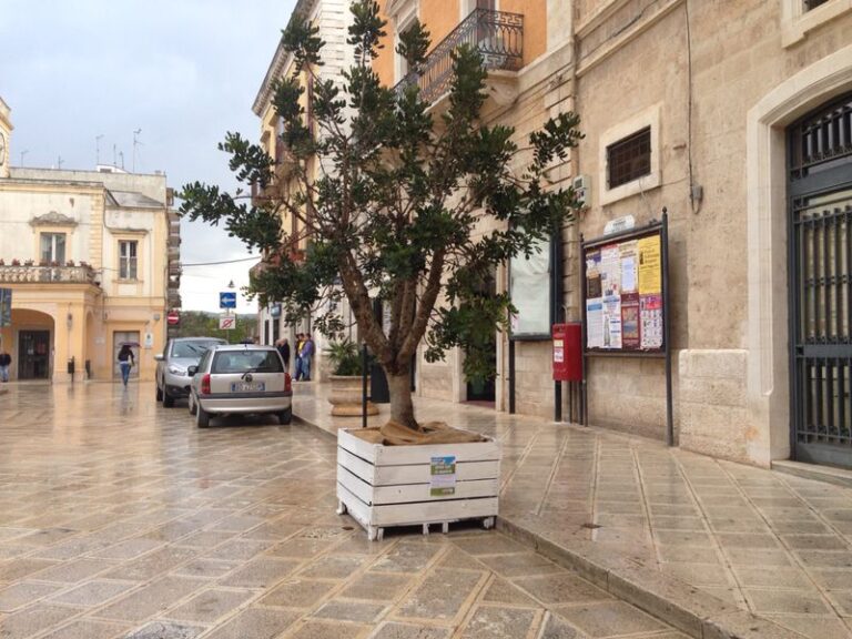 Piazza Ciaia a Fasano diventa un giardino Piazza Ciaia a Fasano diventa un giardino - Osservatorio Fasano