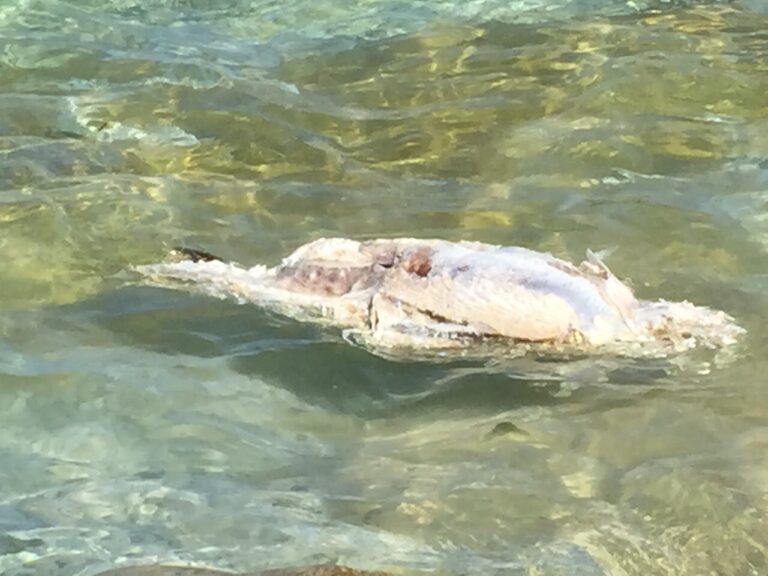 Una carcassa di tartaruga rinvenuta a Savelletri - Osservatorio Fasano