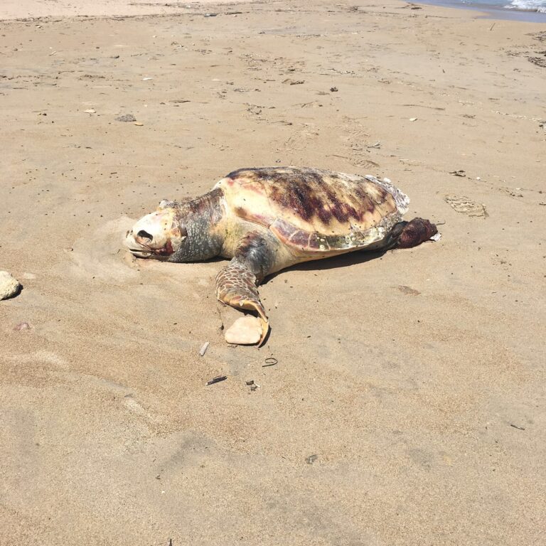 Tartaruga spiaggiata a Torre Canne: il fenomeno diventa incontrollabile - Osservatorio Fasano