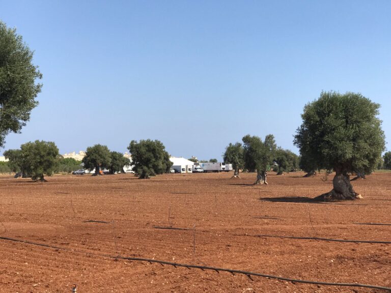 Fervono i preparativi per il matrimonio del miliardario Sutton a Borgo Egnazia Fervono i preparativi per il matrimonio del miliardario Sutton a Borgo Egnazia - Osservatorio Fasano