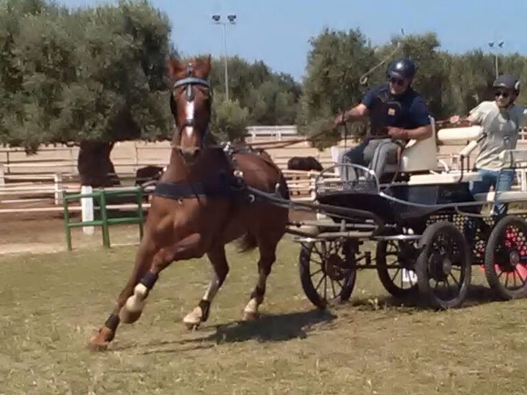 Due eventi dedicati a cavalli e carrozze in contrada Coccaro - Osservatorio Fasano