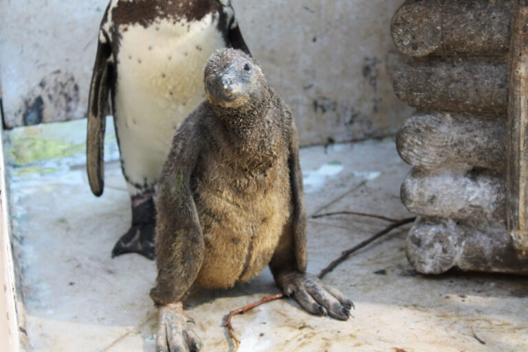 Nascite a iosa allo Zoosafari di Fasano: ecco pinguini e cicogne - Osservatorio Fasano