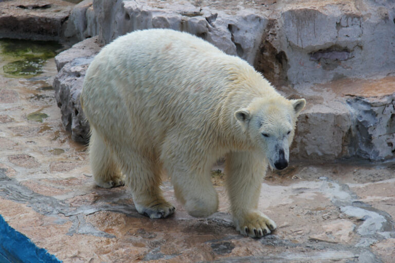 Presentato allo Zoosafari di Fasano l'annullo postale in onore del decennale di Snowy - Osservatorio Fasano