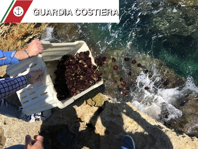 Guardia Costiera in azione: altro sequestro di ricci tra Savelletri e Torre Canne Guardia Costiera in azione: altro sequestro di ricci tra Savelletri e Torre Canne - Osservatorio Fasano